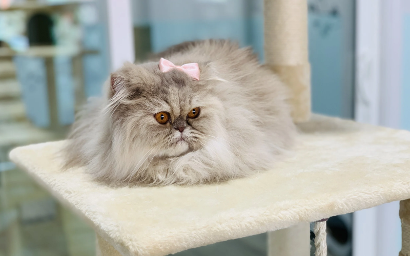 Persian Cat Boarding